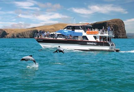 Hector dolphins jumping out of the water in front of black cat cruises