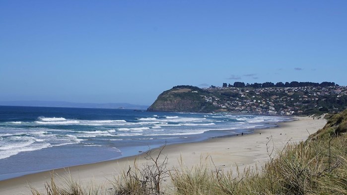 Dunedin Beaches