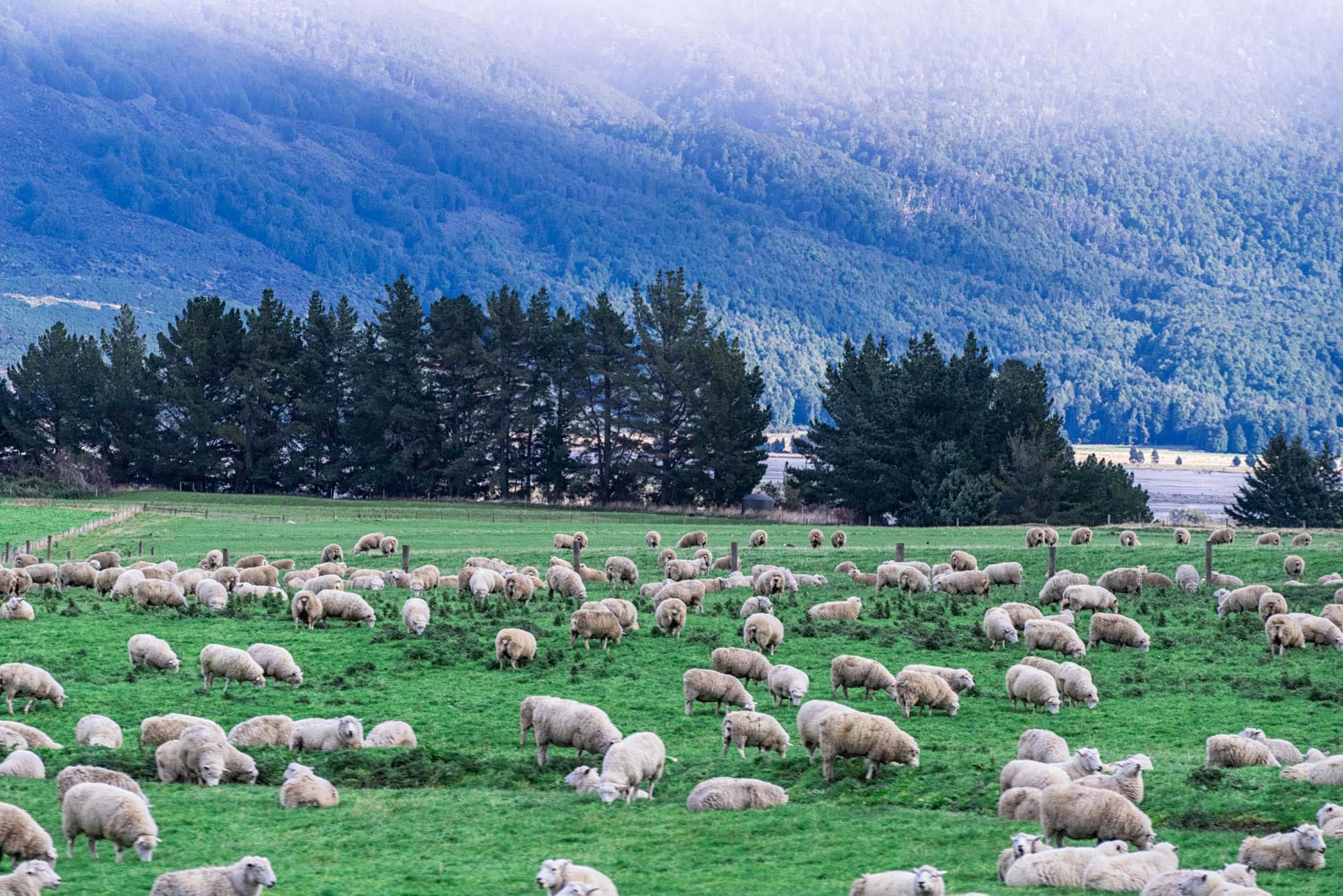 Sheep in Glenorchy