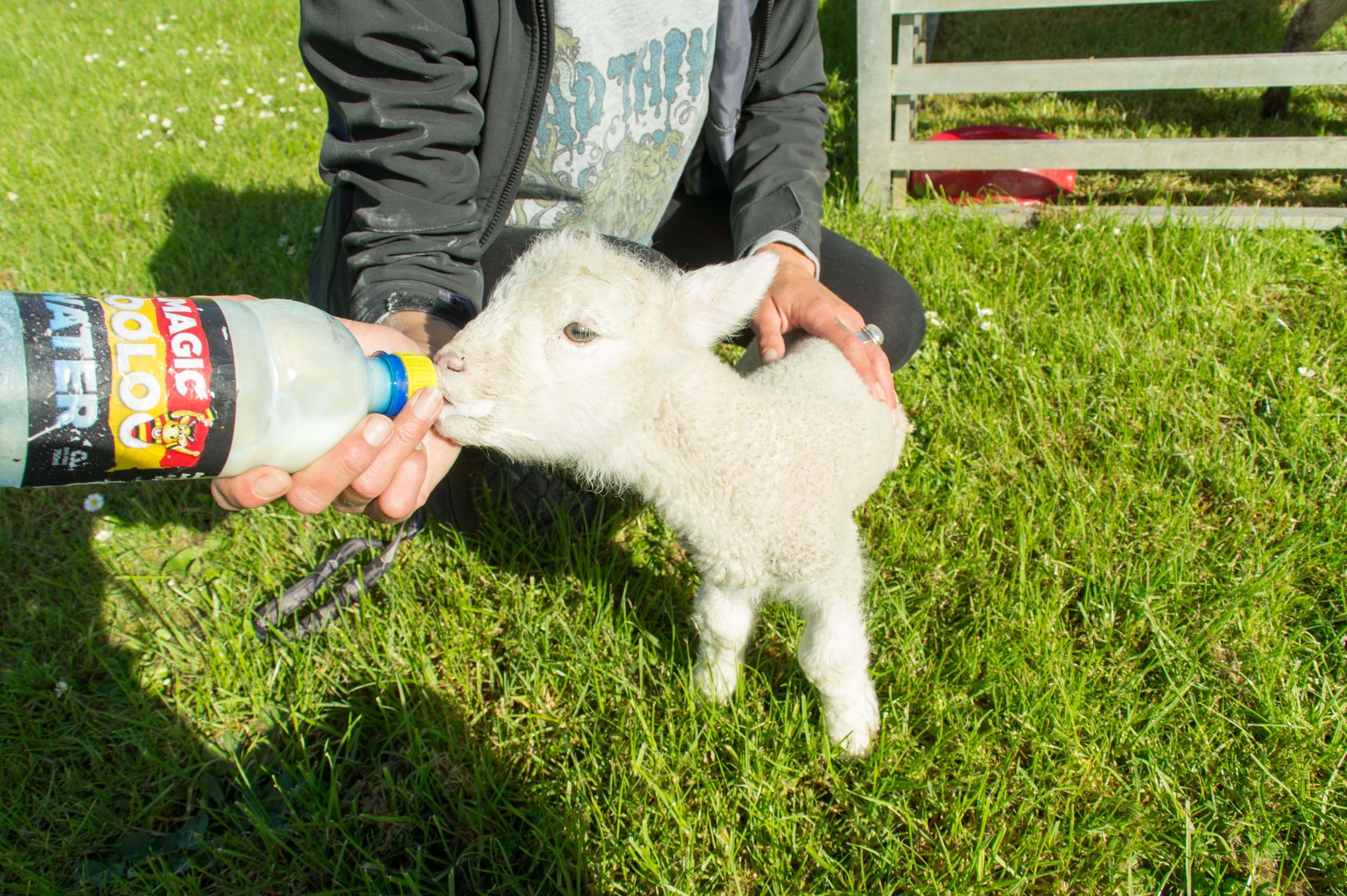 Feeding lambs at YHA Waitomo