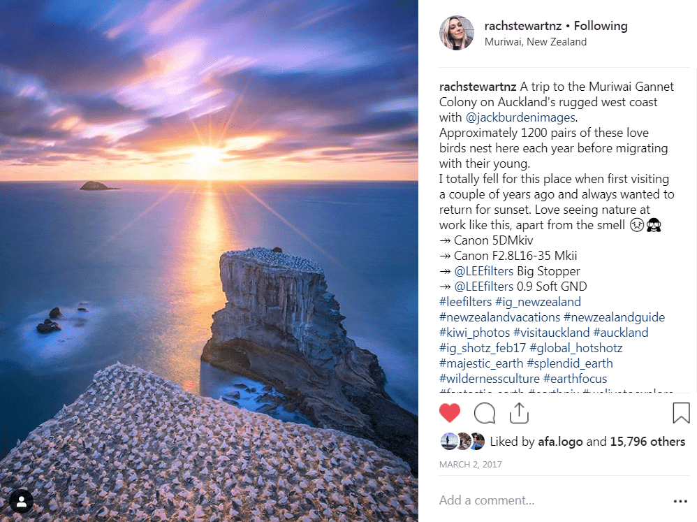 Muriwai Beach Gannet colony by rachstewartnz on Instagram